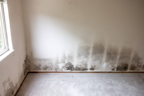 Mold Remediation for Rental Properties in Bergenfield, NJ